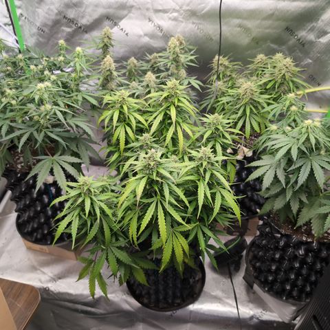 Agnes - Afgooey, (The Seed Fair), 28%, 30/70, (71d/74d/7-9w)459w/ growlog timeline photo