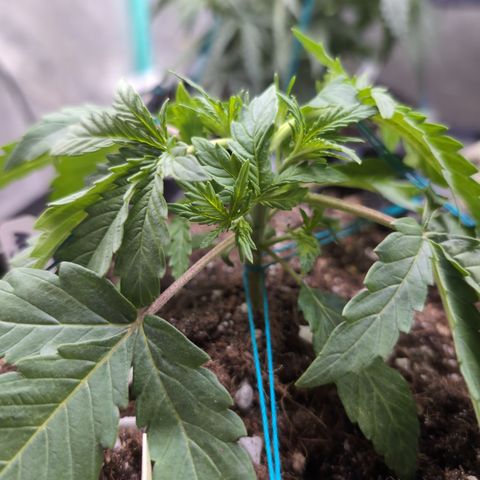 Agnes - Afgooey, (The Seed Fair), 28%, 30/70, (71d/74d/7-9w)459w/ growlog timeline photo