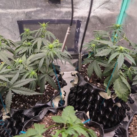 Agnes - Afgooey, (The Seed Fair), 28%, 30/70, (71d/74d/7-9w)459w/ growlog timeline photo