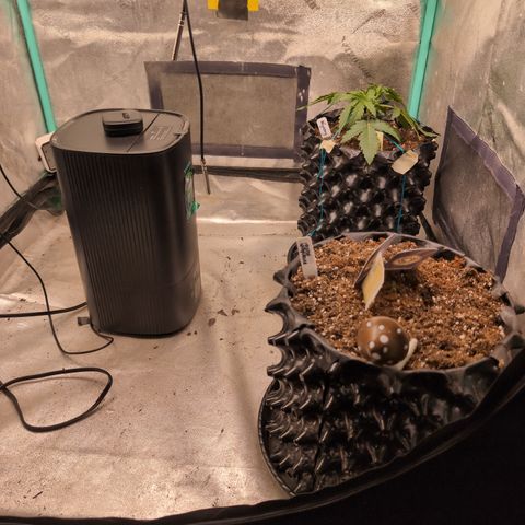 Agnes - Afgooey, (The Seed Fair), 28%, 30/70, (71d/74d/7-9w)459w/ growlog timeline photo