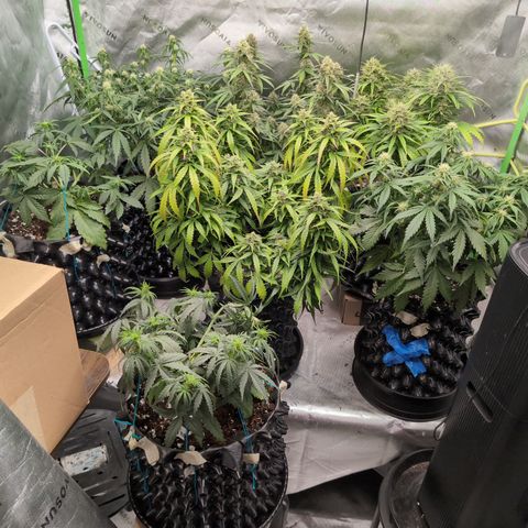 Agnes - Afgooey, (The Seed Fair), 28%, 30/70, (71d/74d/7-9w)459w/ growlog timeline photo