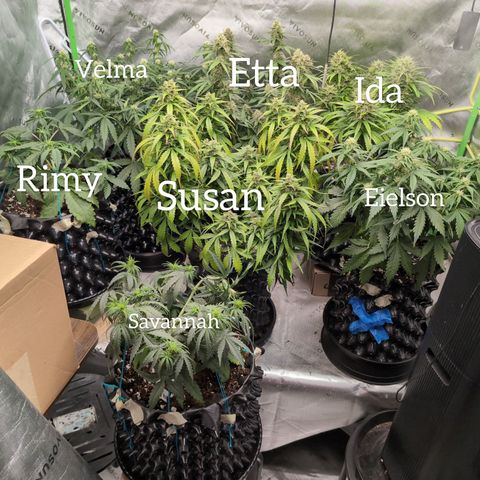 Agnes - Afgooey, (The Seed Fair), 28%, 30/70, (71d/74d/7-9w)459w/ growlog timeline photo