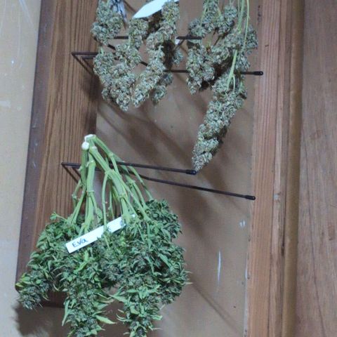 Agnes - Afgooey, (The Seed Fair), 28%, 30/70, (71d/74d/7-9w)459w/ growlog timeline photo