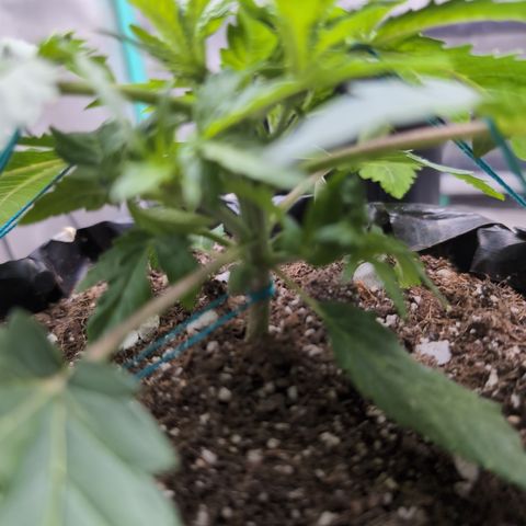 Agnes - Afgooey, (The Seed Fair), 28%, 30/70, (71d/74d/7-9w)459w/ growlog timeline photo