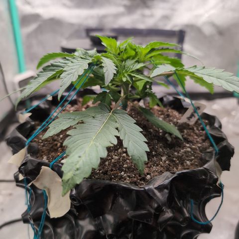 Agnes - Afgooey, (The Seed Fair), 28%, 30/70, (71d/74d/7-9w)459w/ growlog timeline photo