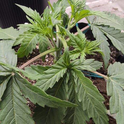 Agnes - Afgooey, (The Seed Fair), 28%, 30/70, (71d/74d/7-9w)459w/ growlog timeline photo