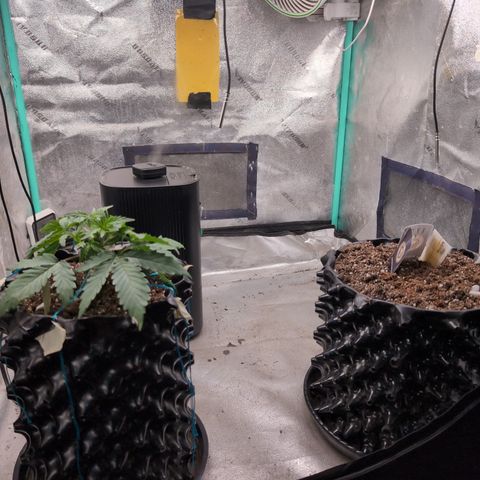 Agnes - Afgooey, (The Seed Fair), 28%, 30/70, (71d/74d/7-9w)459w/ growlog timeline photo