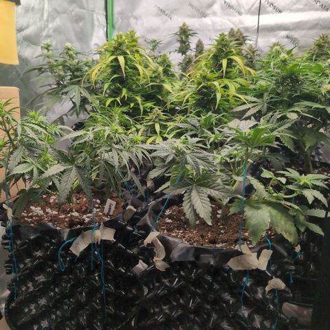 Agnes - Afgooey, (The Seed Fair), 28%, 30/70, (71d/74d/7-9w)459w/ growlog timeline photo