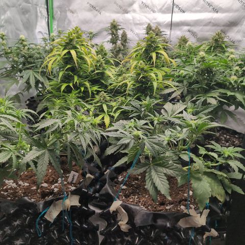 Agnes - Afgooey, (The Seed Fair), 28%, 30/70, (71d/74d/7-9w)459w/ growlog timeline photo