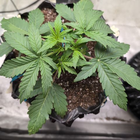 Agnes - Afgooey, (The Seed Fair), 28%, 30/70, (71d/74d/7-9w)459w/ growlog timeline photo