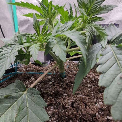 Agnes - Afgooey, (The Seed Fair), 28%, 30/70, (71d/74d/7-9w)459w/ growlog timeline photo