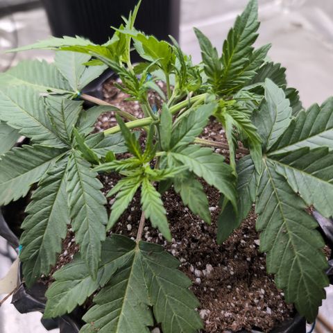 Agnes - Afgooey, (The Seed Fair), 28%, 30/70, (71d/74d/7-9w)459w/ growlog timeline photo