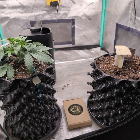 Agnes - Afgooey, (The Seed Fair), 28%, 30/70, (71d/74d/7-9w)459w/ growlog timeline photo