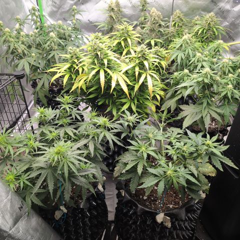 Agnes - Afgooey, (The Seed Fair), 28%, 30/70, (71d/74d/7-9w)459w/ growlog timeline photo