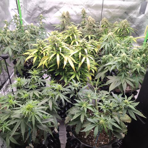 Agnes - Afgooey, (The Seed Fair), 28%, 30/70, (71d/74d/7-9w)459w/ growlog timeline photo