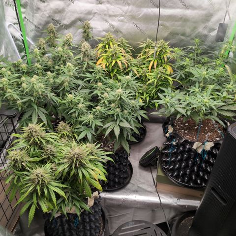 Agnes - Afgooey, (The Seed Fair), 28%, 30/70, (71d/74d/7-9w)459w/ growlog timeline photo
