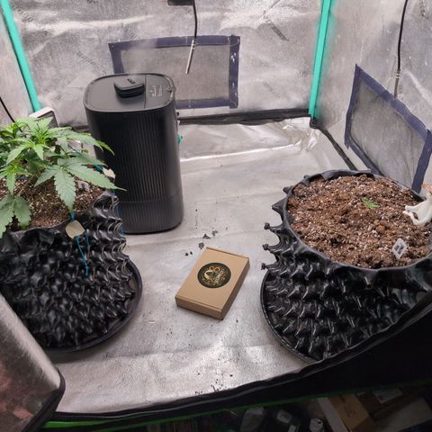 Agnes - Afgooey, (The Seed Fair), 28%, 30/70, (71d/74d/7-9w)459w/ growlog timeline photo