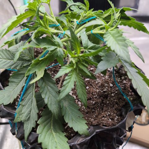 Agnes - Afgooey, (The Seed Fair), 28%, 30/70, (71d/74d/7-9w)459w/ growlog timeline photo