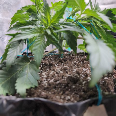 Agnes - Afgooey, (The Seed Fair), 28%, 30/70, (71d/74d/7-9w)459w/ growlog timeline photo
