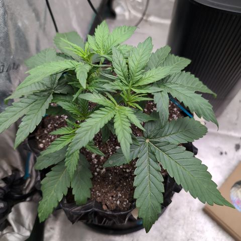 Agnes - Afgooey, (The Seed Fair), 28%, 30/70, (71d/74d/7-9w)459w/ growlog timeline photo