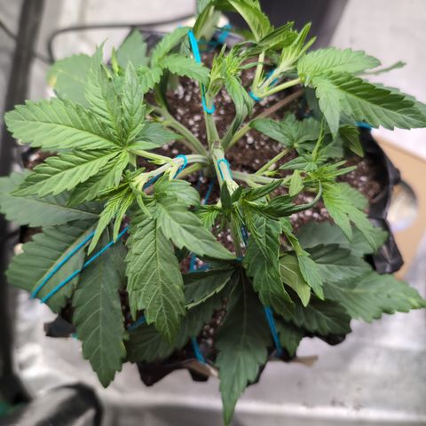 Agnes - Afgooey, (The Seed Fair), 28%, 30/70, (71d/74d/7-9w)459w/ growlog timeline photo