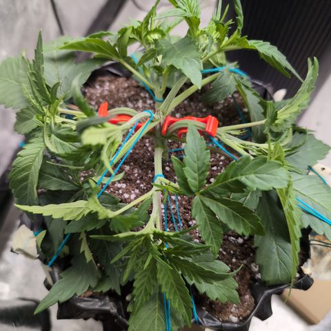 Agnes - Afgooey, (The Seed Fair), 28%, 30/70, (71d/74d/7-9w)459w/ growlog timeline photo