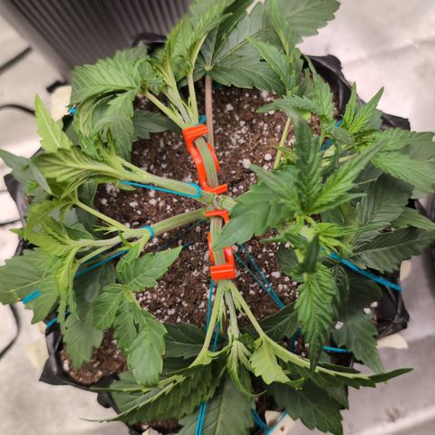 Agnes - Afgooey, (The Seed Fair), 28%, 30/70, (71d/74d/7-9w)459w/ growlog timeline photo