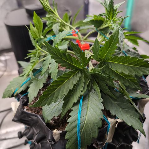 Agnes - Afgooey, (The Seed Fair), 28%, 30/70, (71d/74d/7-9w)459w/ growlog timeline photo
