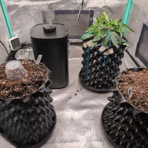Agnes - Afgooey, (The Seed Fair), 28%, 30/70, (71d/74d/7-9w)459w/ growlog timeline photo