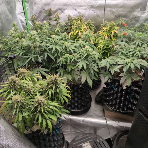 Agnes - Afgooey, (The Seed Fair), 28%, 30/70, (71d/74d/7-9w)459w/ growlog timeline photo