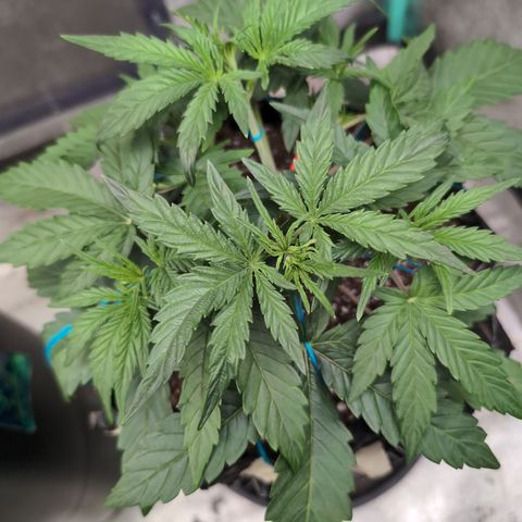 Agnes - Afgooey, (The Seed Fair), 28%, 30/70, (71d/74d/7-9w)459w/ growlog timeline photo
