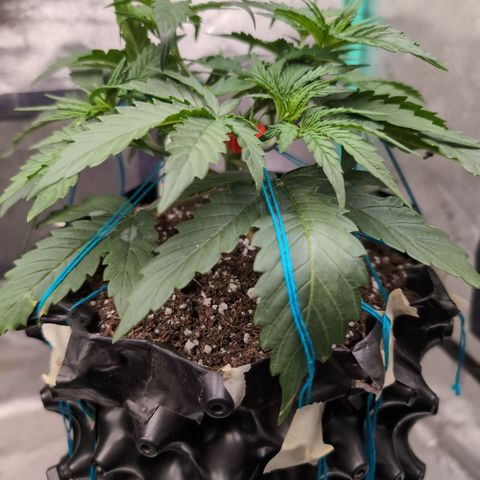 Agnes - Afgooey, (The Seed Fair), 28%, 30/70, (71d/74d/7-9w)459w/ growlog timeline photo