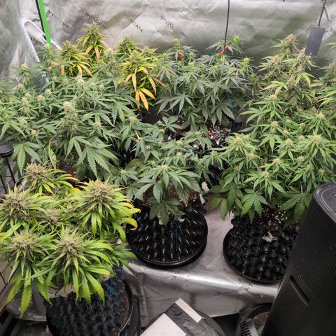 Agnes - Afgooey, (The Seed Fair), 28%, 30/70, (71d/74d/7-9w)459w/ growlog timeline photo