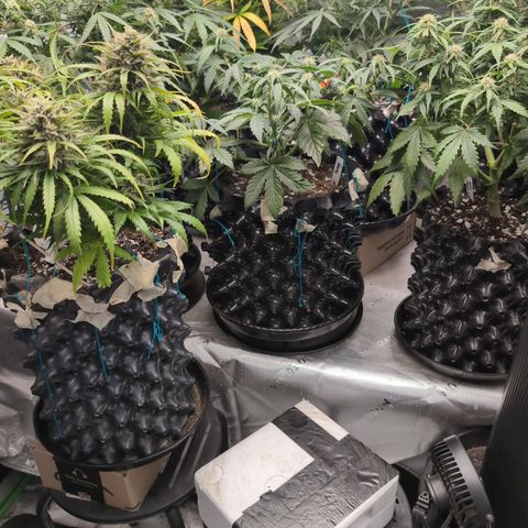 Agnes - Afgooey, (The Seed Fair), 28%, 30/70, (71d/74d/7-9w)459w/ growlog timeline photo