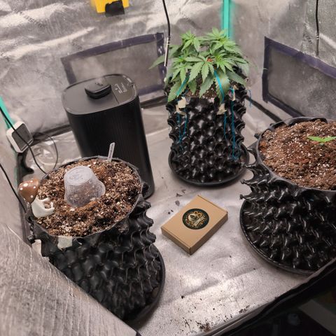Agnes - Afgooey, (The Seed Fair), 28%, 30/70, (71d/74d/7-9w)459w/ growlog timeline photo