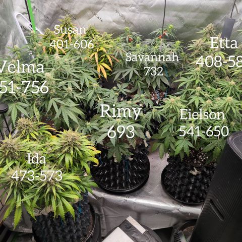 Agnes - Afgooey, (The Seed Fair), 28%, 30/70, (71d/74d/7-9w)459w/ growlog timeline photo