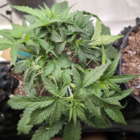 Agnes - Afgooey, (The Seed Fair), 28%, 30/70, (71d/74d/7-9w)459w/ growlog timeline photo