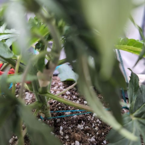 Agnes - Afgooey, (The Seed Fair), 28%, 30/70, (71d/74d/7-9w)459w/ growlog timeline photo