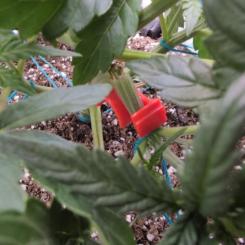 Agnes - Afgooey, (The Seed Fair), 28%, 30/70, (71d/74d/7-9w)459w/ growlog timeline photo
