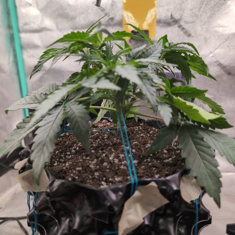 Agnes - Afgooey, (The Seed Fair), 28%, 30/70, (71d/74d/7-9w)459w/ growlog timeline photo