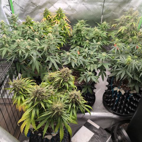Agnes - Afgooey, (The Seed Fair), 28%, 30/70, (71d/74d/7-9w)459w/ growlog timeline photo