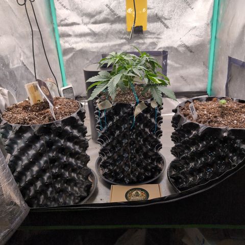 Agnes - Afgooey, (The Seed Fair), 28%, 30/70, (71d/74d/7-9w)459w/ growlog timeline photo