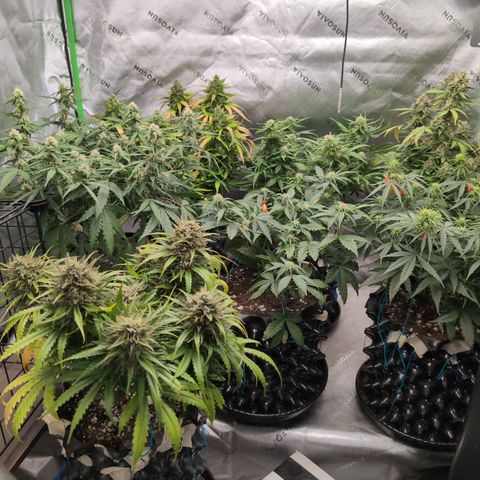 Agnes - Afgooey, (The Seed Fair), 28%, 30/70, (71d/74d/7-9w)459w/ growlog timeline photo