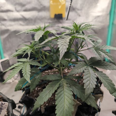 Agnes - Afgooey, (The Seed Fair), 28%, 30/70, (71d/74d/7-9w)459w/ growlog timeline photo