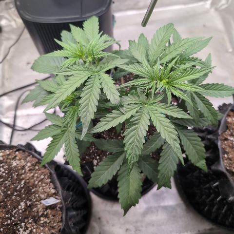 Agnes - Afgooey, (The Seed Fair), 28%, 30/70, (71d/74d/7-9w)459w/ growlog timeline photo