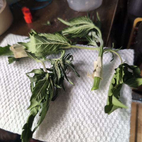 Agnes - Afgooey, (The Seed Fair), 28%, 30/70, (71d/74d/7-9w)459w/ growlog timeline photo