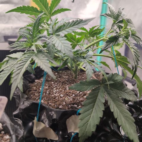 Agnes - Afgooey, (The Seed Fair), 28%, 30/70, (71d/74d/7-9w)459w/ growlog timeline photo