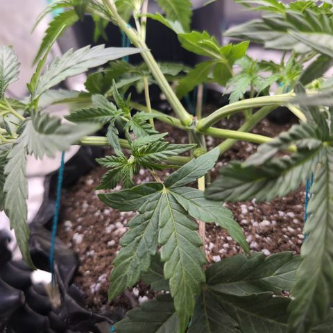 Agnes - Afgooey, (The Seed Fair), 28%, 30/70, (71d/74d/7-9w)459w/ growlog timeline photo