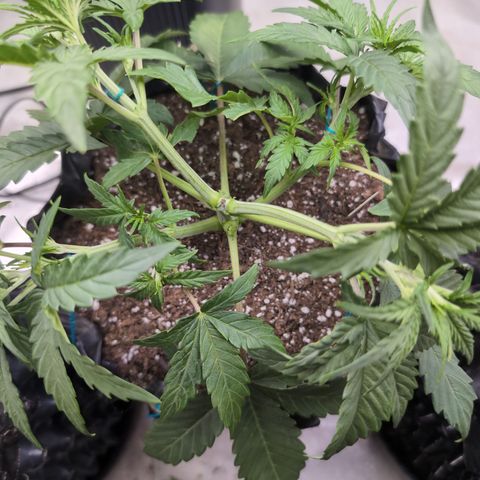 Agnes - Afgooey, (The Seed Fair), 28%, 30/70, (71d/74d/7-9w)459w/ growlog timeline photo