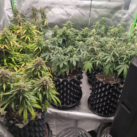 Agnes - Afgooey, (The Seed Fair), 28%, 30/70, (71d/74d/7-9w)459w/ growlog timeline photo